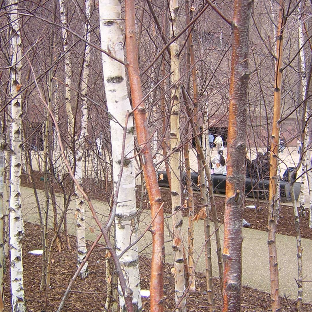 (bunch of birches) acrylic painting